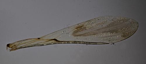 Réf. 214 341 : Metacanthus sp.